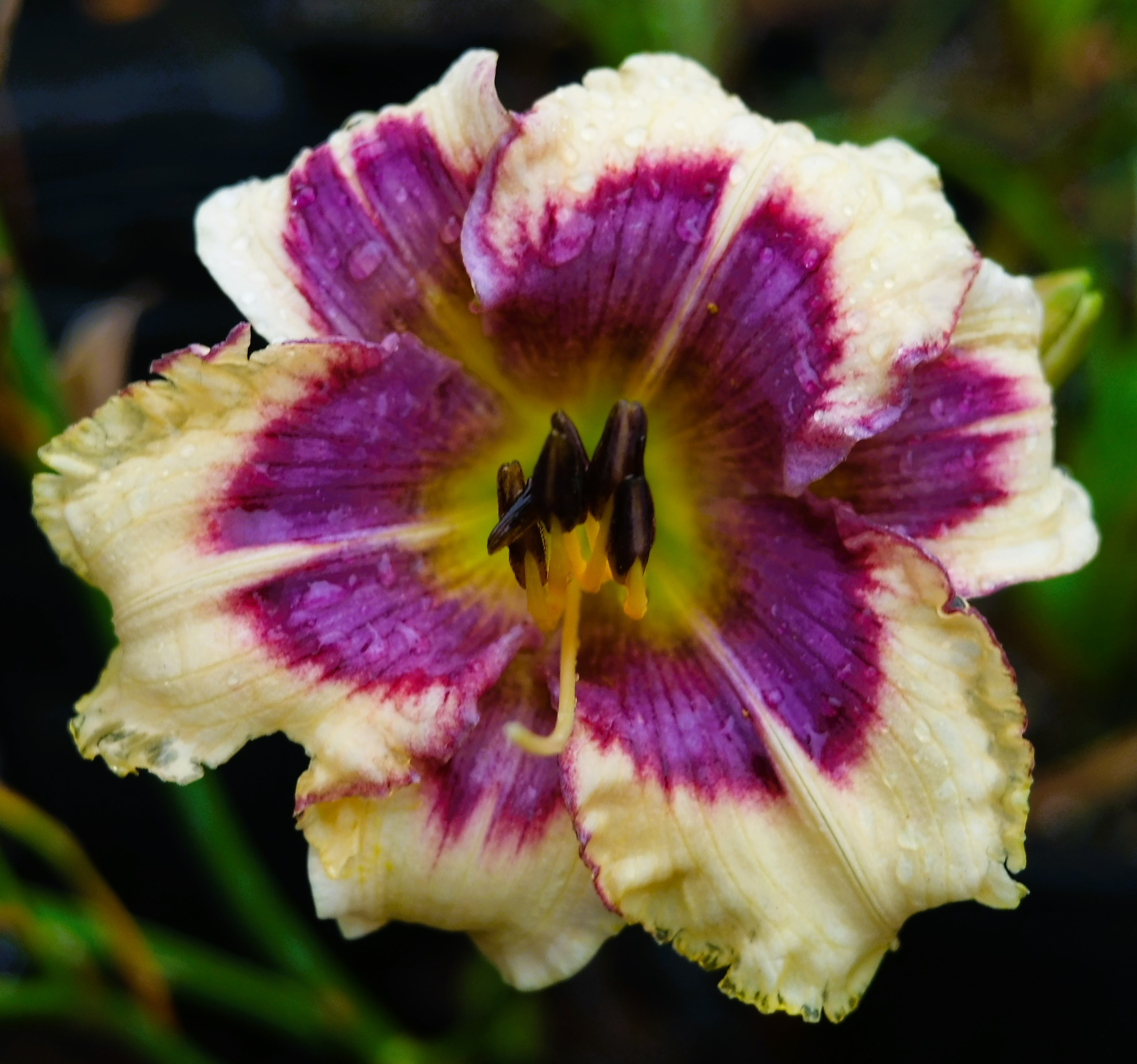 NOID FM SEEDLING